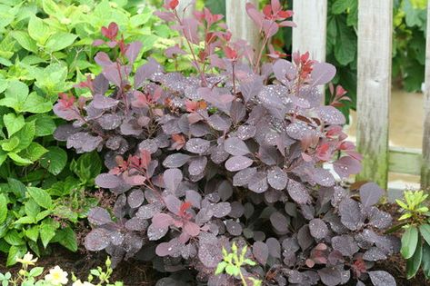 Winecraft Black cotinus Globe Arborvitae, Laurel Shrub, Landscape Ideas Front Yard Curb Appeal, Proven Winners Plants, Plants That Attract Butterflies, Low Growing Shrubs, Box Wood Shrub, Gladioli, Red Plants