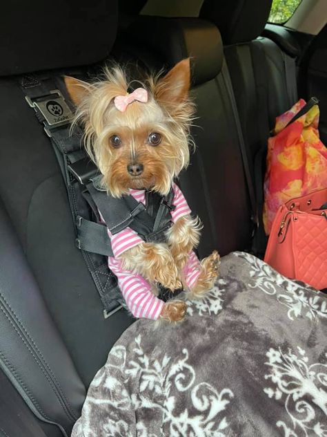 Yorkie Dressed Up, Yorkie Halloween Costumes, Yorkie Haircut, Teacup Yorkie Puppy, Cute Small Dogs, Puppy Mom, Dog Mommy, Cute Dogs Images, Yorkie Terrier