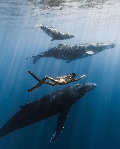 Swimming With Whales Aesthetic, Swimming With Humpback Whales, Diving With Whales, Swimming With Sea Animals, Swim With Whales, Swimming With Orcas, Freediving Aesthetic, Free Diving Aesthetic, Whales Aesthetic