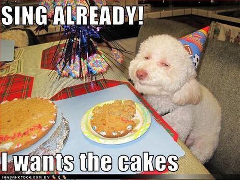 Smiling Poodle Best Wishes For Birthday, Birthday Meme Dog, Wishes For Birthday, Cake Meme, Happy Birthday Memes, Funny Happy Birthday Meme, Funny Happy Birthday Pictures, Funny Birthday Wishes, Happy Memes