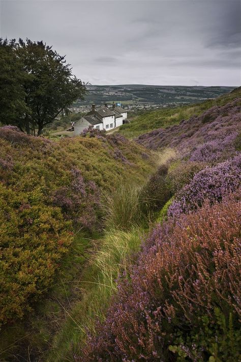 Ilkley Moor, West Yorkshire, England. Misty Moors, Rose Gardens, Farm Living, Green Hills, British Countryside, Yorkshire Dales, Yorkshire England, English Rose, England And Scotland