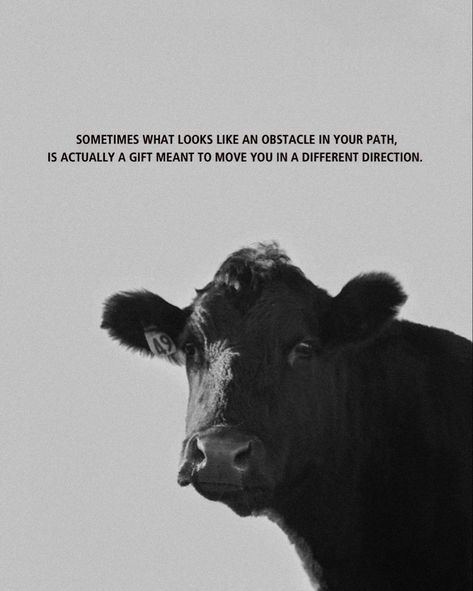 Inspiring Quote On A Photo Of My Cow! Please tag me if you share! Taken by insta @ rockin.b.imagery #cow #cowsofinstagram #western #quotes #inspiringquotes #quoteoftheday #quotestoliveby #blackandwhite #blackandwhitephotography #westernart #fineart #fineartprints #wallartdecor Cattle Quotes Inspiration, Southern Love Quotes, Cow Captions, Western Life Quotes, Country Quotes To Live By, Western Love Quotes, Western Quotes Inspirational, Cow Sayings, Cows Quotes