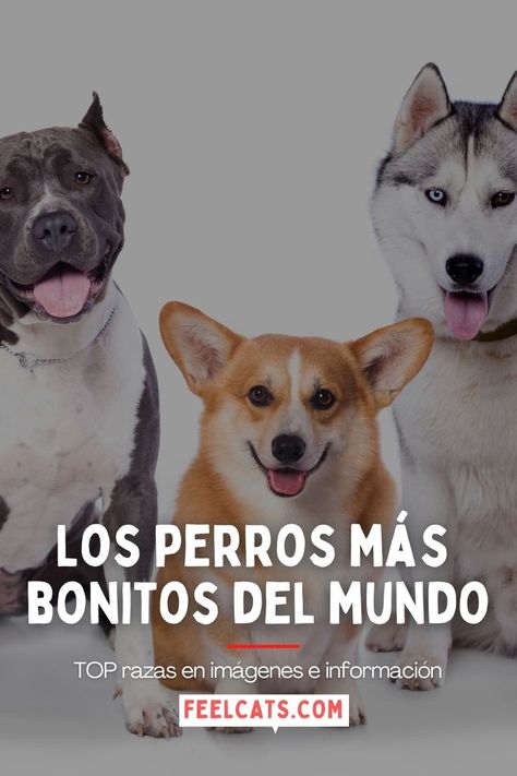 Las razas de perros más hermosas, bonitas y lindas, en el mundo. Conócelas! #perrobonito #perrosbonitos Pet, Collage, Dogs, Animals, Pins