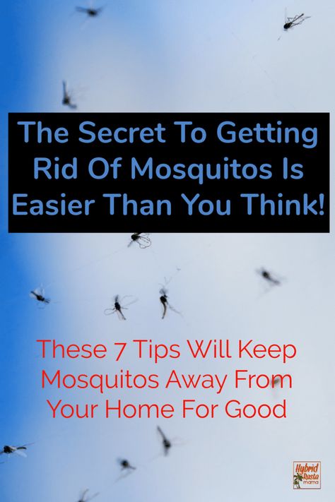 Get Rid Of Mosquitos, Mosquitoes Remedies, Mosquito Repellent Homemade, Diy Mosquito Repellent, Pineapple Health Benefits, Natural Mosquito Repellant, Home Remedy For Cough, Natural Pest Control, Natural Cold Remedies