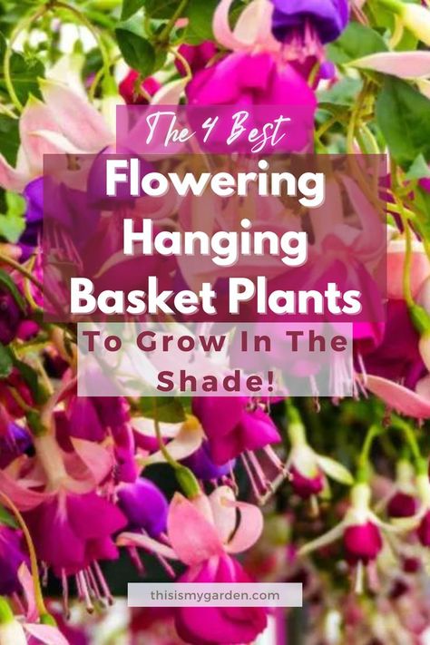 Up close image of a fuchsia plant growing in a hanging basket. From thisismygarden.com. Best Flowers For Shade, Hanging Flowering Plants, Hanging Basket Plants, Flowering Shade Plants, Plants That Love Shade, Part Shade Flowers, Hanging Basket Garden, Shade Loving Flowers, Best Plants For Shade