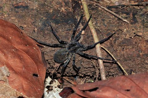 Brazilian Wandering Spider. (Phoneutria Boliviensis, aka Banana Spider), Drake B #Sponsored , #Ad, #AD, #Wandering, #Phoneutria, #Banana, #Spider Wandering Spider, Banana Spider, Brazilian Wandering Spider, Dangerous Spiders, Spider Bite, Spider Venom, Types Of Spiders, Spider Bites, Animal Guides