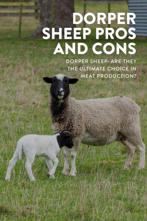 Dorper Sheep Pros and Cons: Best to Raise for Meat? Raising Sheep For Meat, Breeds Of Sheep, Meat Sheep, Dorper Sheep, Dorset Sheep, Raising Sheep, Sheep Farming, Pet Sheep, Raising Farm Animals