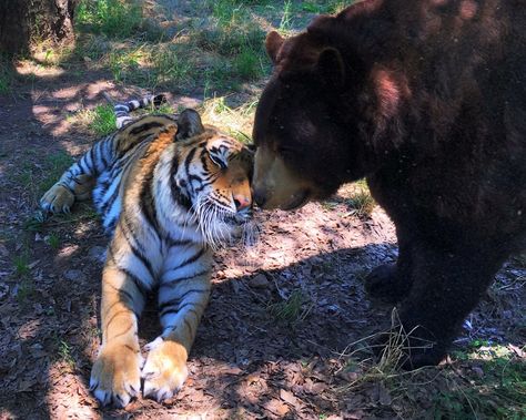 Tiger And Bear, Messy Aesthetic, Shere Khan, Bear Pictures, Pretty Animals, Love Bear, Silly Animals, Silly Cats, Animal Photo