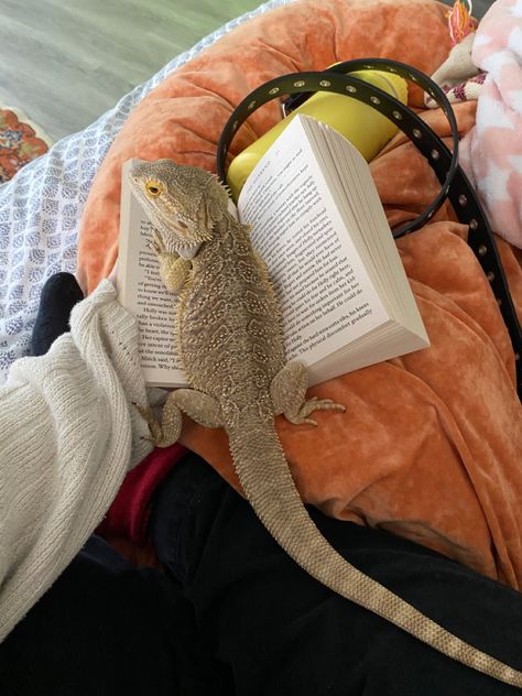 Pet Bearded Dragon Aesthetic, Pet Lizard Aesthetic, Bearded Dragon Pet, Aesthetic Bearded Dragon, Pet Snake Aesthetic, Bearded Dragon Vivarium Ideas, Bearded Dragon Wallpaper, Bearded Dragon Aesthetic, Lizards Aesthetic