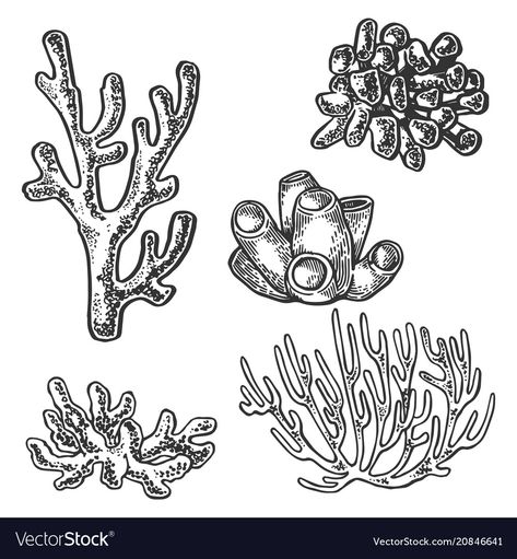 Coral Tattoo, Coral Drawing, Sea Drawing, Sea Plants, Ocean Tattoos, Coral Art, Coral Sea, 문신 디자인, White Hand