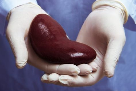 National Kidney Registry will reimburse donors for lost wages What Is Activated Charcoal, Kidney Transplantation, Hospital List, Kidney Donation, Kidney Donor, Organ Transplant, Best Hospitals, Ayurvedic Medicine, Activated Charcoal