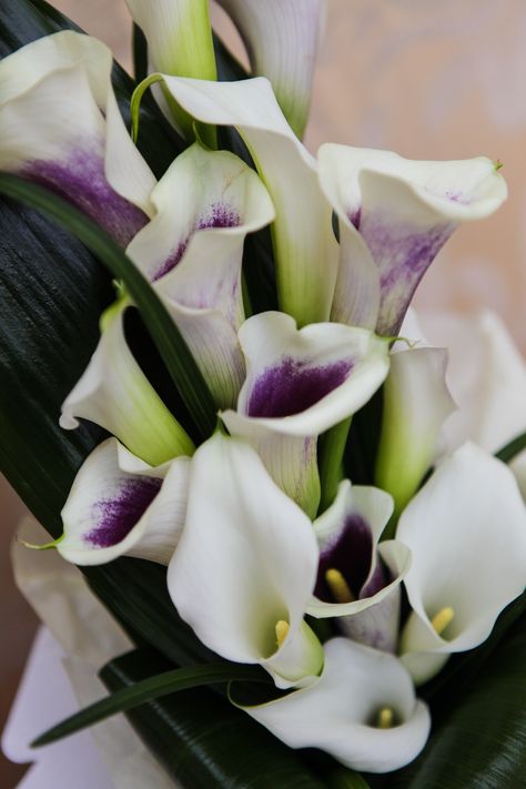 Purple Calla Lilies Wedding, Calla Lillies Bouquet, Calla Lily Centerpieces, Calla Lily Bouquet Wedding, Purple Calla Lilies, Lily Wallpaper, Calla Lily Wedding, Lily Bouquet, Purple Tulips