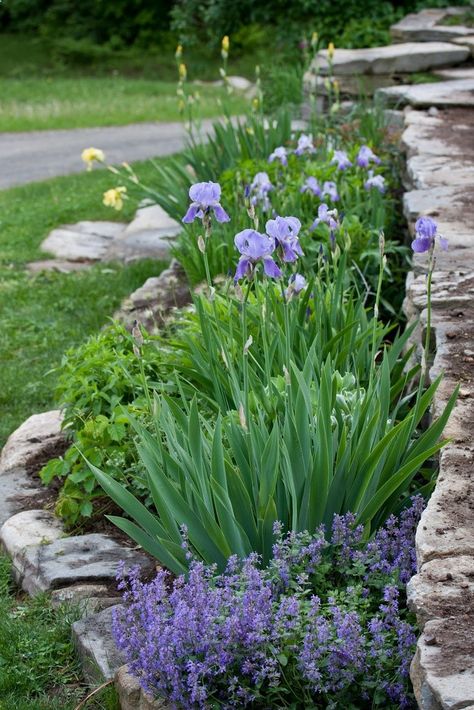 Rock wall with Iris Border Small Garden Layout, Front Yard Flowers, Iris Garden, Have Inspiration, Stone Walls, Front Yard Garden, Garden Borders, Garden Layout, Garden Cottage