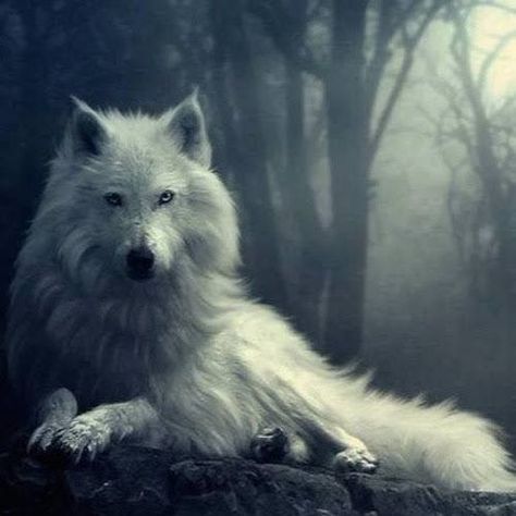 The last race of Luna meets the strongest Alpha.   How will their fat… #fanfiction #Fanfiction #amreading #books #wattpad White Dire Wolf, Wolf Images, Wolf Artwork, Alpha Wolf, Wolf Spirit Animal, Dire Wolf, Wolf Wallpaper, Wolf Love, Wolf Drawing