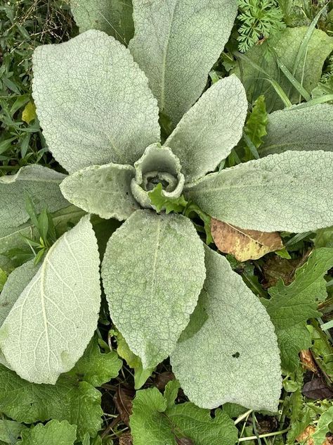 Mullein Gardeners - Harvesting and Growing Mullein Plants | I found this plant and hoping it is a first year  mullein plant | Facebook Growing Mullein, Mullein Plant, When To Plant, Plants Growing, Native Plants, First Year, That Look, Plants