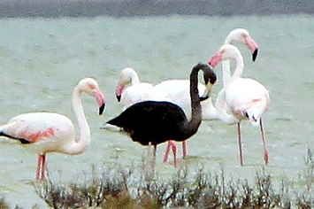 A Black Flamingo Spotted In Cyprus May Be The Only One Of Its Kind Ever Seen Melanistic Animals, Black Flamingo, Bizarre Pictures, Bird Watchers, Flamingo Art, Animale Rare, Rare Animals, Weird Stories, Exotic Birds