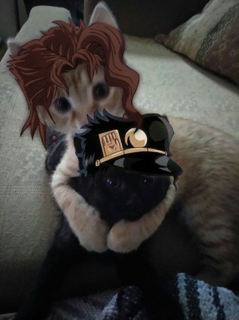 Kakyoin Jotaro, A Cat, Kittens