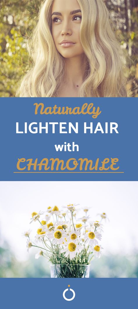 How To Lighten Hair With Chamomile Tea, Natural Ways To Color Hair, Chamomile Tea For Hair, Natural Ways To Lighten Hair Fast, Chamomile Hair Rinse, Chamomile Tea Hair Lightener, Hair Lightening Diy, Chamomile For Hair, Lighter Hair Naturally