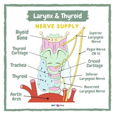 The larynx is located in the anterior neck and is supspended by the hyoid bone! Following it down, it continues into the Trachea... ⁣⁣⁣ #larynx #thyroid #nerve #supply #medschool #premed Larynx Anatomy Notes, Medical Worksheets, Hyoid Bone, Nurse Teaching, Radiology Student, Nursing School Essential, Medical School Life, Medicine Notes, Basic Anatomy And Physiology