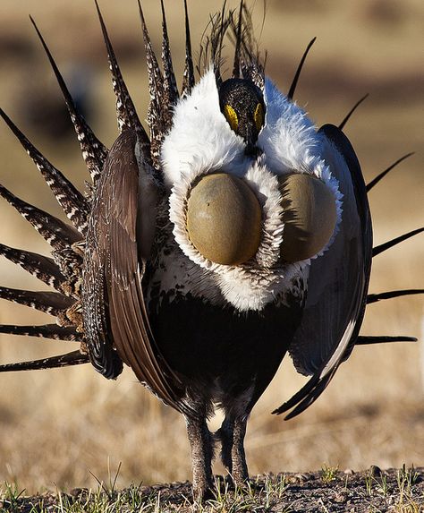 Strutting Sage Grouse...most females choose to breed with one or two of all the males.  They are always looking for the best genes to pass on to their chicks. Sage Grouse, Weird Birds, Interesting Animals, Animale Rare, Unusual Animals, Rare Animals, Funny Birds, Animal Species, Exotic Birds