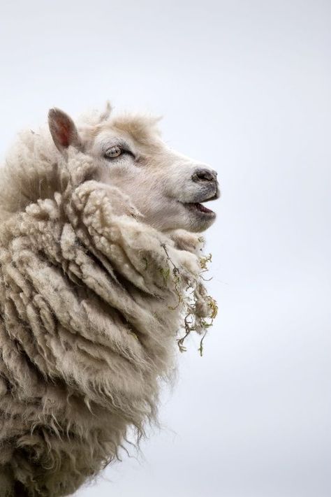 Sheep Side Profile, Shepherds Cottage, Lovely Profile, Spirit Animals, Sheep And Lamb, C S Lewis, A Sheep, Never Too Old, Arte Animal