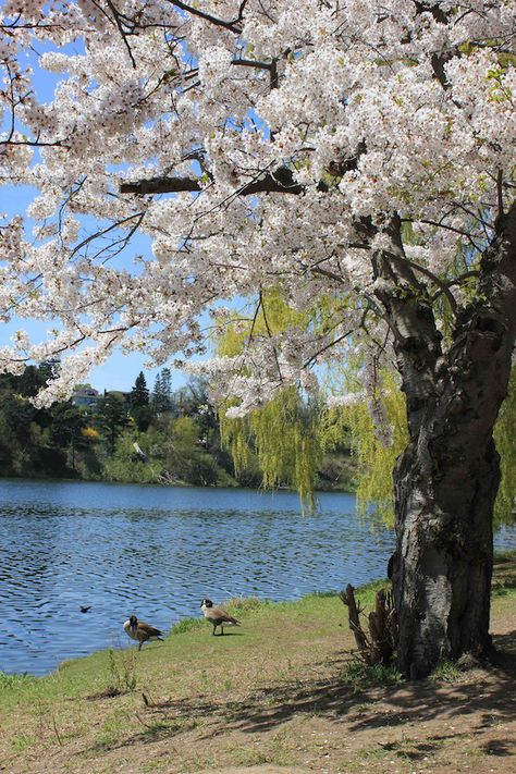 high park toronto cherry blossoms @ grenadier pond - saf affect High Park Toronto Cherry Blossoms, High Park Toronto, Explore Canada, Prayer Board, True North, How To Start Running, New Directions, Canada Travel, Heaven On Earth