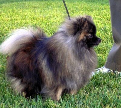 this is what my Treacle looks like. my heart dog. Pomeranian Dyed Hair, Chocolate Pomeranian, Wolf Sable Pomeranian, Black Pomeranian, Blue And Tan Pomeranian, Pomeranian Puppy For Sale, Fox Face Pomeranian, Cute Pomeranian, Pomeranian Puppy