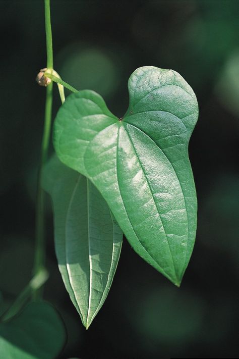 Chinese Yam – Plants For A Future Growing Runner Beans, Chinese Yam, Forest Resources, Perennial Vegetables, Invasive Plants, Small White Flowers, Cold Frame, Climbing Vines, Invasive Species