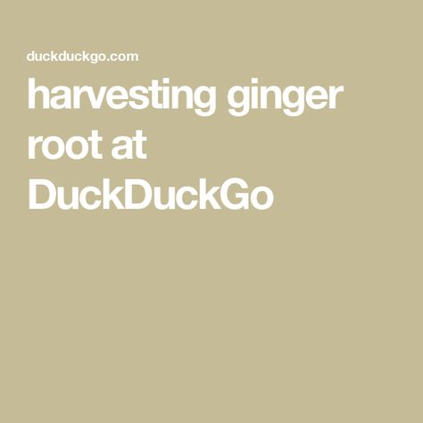 harvesting ginger root at DuckDuckGo Ginger Root, Ginger