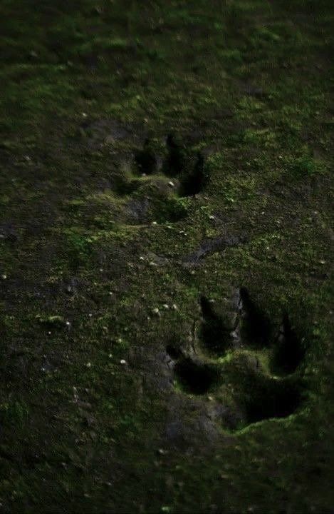 Tamlin Aesthetic, Sarah J Maas, Sarah J, Paw Prints, The Grass, In The Dark, At Night, Paw Print, Dark Green