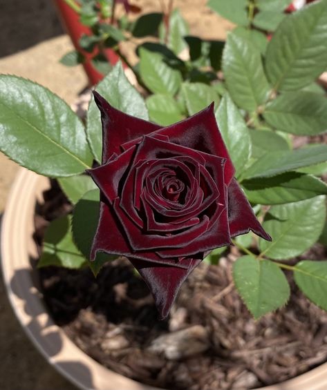 Black Baccara Roses, Black Baccara, Pretty Flowers Photography, Goth Garden, Rose Vine, Gothic Garden, Gothic Rose, Boquette Flowers, Rosé Aesthetic