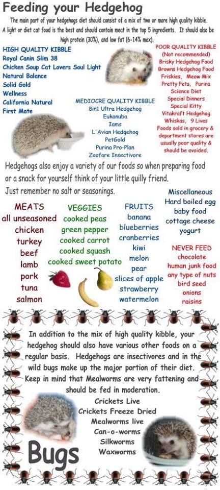 Hedgehog Diet, Hedgehog Care, Hedgehog Food, Hedgehog Cage, Pygmy Hedgehog, Susanoo Naruto, Hedgehog Pet, Baby Hedgehog, Cute Hedgehog