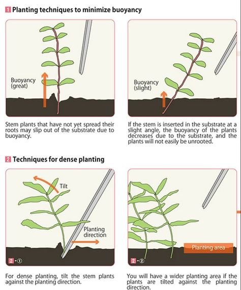 Natural Aquarium Ideas, Planting Techniques, Tanaman Air, Biotope Aquarium, Freshwater Plants, Fish Tank Themes, Freshwater Aquarium Plants, Fish Tank Terrarium, Aquascape Design