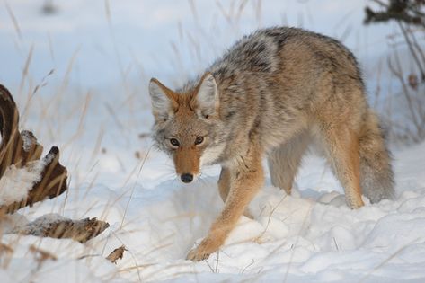 Coyote Skeleton, White Coyote, Skeleton Reference, Coyote Animal, Maned Wolf, Cave Drawings, The Trickster, African Wild Dog, Animals To Draw