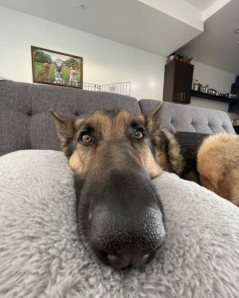 Goofy German Shepherd, Silly Animal Pictures, Dog Design Art, German Sheperd Dogs, German Shepherd Art, German Shepherd Pictures, Funny Dog Faces, German Shepherd Funny, Goofy Dog