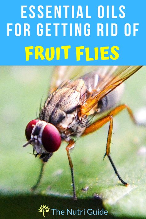 Learn DIY recipes for naturally getting rid of fruit flies and gnats in your home with essential oils. The chemical free way of getting rid of those little flying pests! #fruitflies #pestcontrol #essentialoils #naturalremedy Essential Oil Fruit Flies, Essential Oil For Fruit Flies, Essential Oils To Get Rid Of Fruit Flies, Fruit Fly Essential Oil Diffuser, Essential Oils For Gnats How To Get Rid, Essential Oils For Gnats Diffuser, Essential Oils For Gnats, Fruit Fly Spray, Pest Repellent