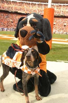 smokey mascot picture | Smokey" the mascots of the Tennessee Volunteers (Vols) - Knoxville ... Tennessee Mascot, University Of Tn, Tn Football, Ut Football, Rocky Top Tennessee, Tennessee Volunteers Football, Tennessee Girls, Tn Vols, Bluetick Coonhound