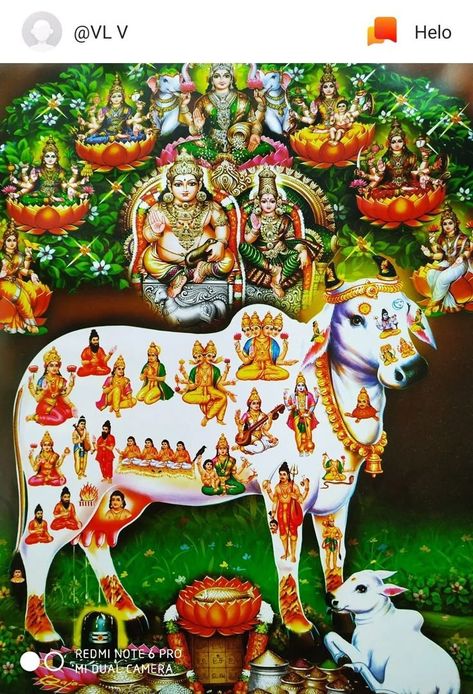 Gomatha Images Hd, Gomatha Images, Kamadhenu Images, 2000 Wallpaper, God Venkateswara Images Hd Wallpaper, Iphone Wallpaper Photography, Lucky Wallpaper, Happy Navratri Images, Wallpaper Photo Gallery