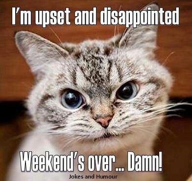 weekend is over quotes quote sunday quotes weekend weekend quotes sunday night Weekend Is Over Quotes, Weekday Humor, Over Quotes, Sunday Meme, Monday Cat, Monday Face, Sunday Blues, Over It Quotes, Week Quotes