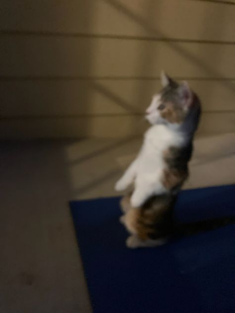 standing cat meme funny picture Funny Standing Pose, Cat Standing Pose Meme, Standing Meme, Cat Standing Up, Standing Cat, Holy Water Meme, Cat Standing, Water Meme, Business Cat