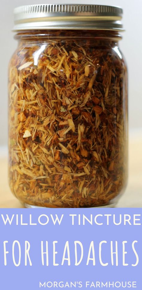 Take control of your health using natural remedies! This willow bark tincture for headaches is nicknamed nature’s aspirin. Make up a batch, so that you are ready for the cold and flu season this year. Or that nagging headache you get from work. Whatever the case may be. Headache Tincture Recipe, Fall Tinctures, Headache Tincture, Willow Bark Tincture, Herb Medicine, Herbal Vinegar, Tinctures Recipes, Medicine Garden, Foraging Recipes