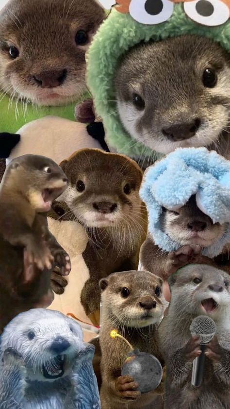 #otters otters are my spirit animal AHHH THEY ARE SO ADORABLE Otter Cute, Cute Otters, Baby Sea Otters, Christmas Lockscreen, Otters Cute, Cute Ferrets, Baby Otters, Cute Small Animals, My Spirit Animal