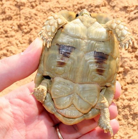 Egyptian tortoise - have belly marking Egyptian Tortoise, Big Tortoise, Russian Tortoise Diet, Russian Tortoise, Tortoise Care, Baby Tortoise, Eat Vegetables, Perfect Diet, Young Animal