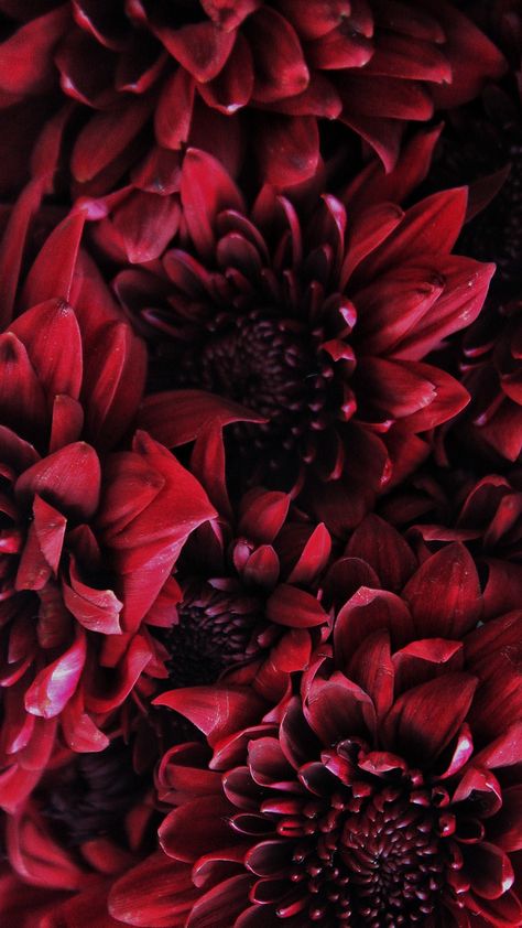 Red Chrysanthemum Aesthetic, Chrysanthemum Flower Aesthetic, Gaby Core, Chrysanthemum Aesthetic, Red Chrysanthemum, Cranberry Pistachio, Color Transition, Art Pics, Chrysanthemum Flower