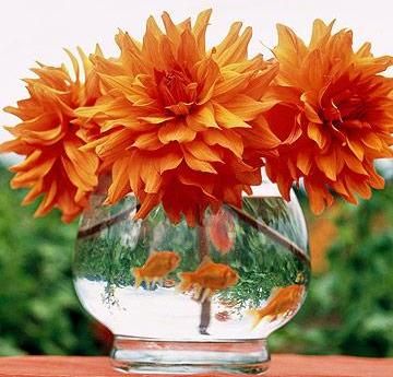 Have you ever thought about having live goldfish in your centerpieces??  Check out this unique arrangement with large orange flowers and goldfish! Goldfish Centerpiece, Table Aquarium, Dahlia Centerpiece, Fish Centerpiece, Midwest Living, Gold Fish, Fish Tanks, Orange Wedding, Orange Flower