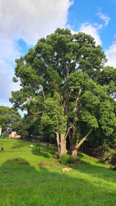 Gardening Aesthetic, Pretty Trees, Adventure Aesthetic, Wallpaper Nature Flowers, Tree Photography, Nature Tree, Deciduous Trees, Tree Drawing, Garden Tips