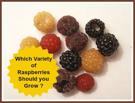 Varieties of Raspberries - WHICH type should you grow? Information about varieties of raspberries here - red, purple, black, wild raspberries. Pruning Raspberries, Raspberry Trellis, Wild Raspberries, Yellow Raspberries, Growing Raspberries, Raspberry Plants, Growing Strawberries, Red Raspberry, Food Forest