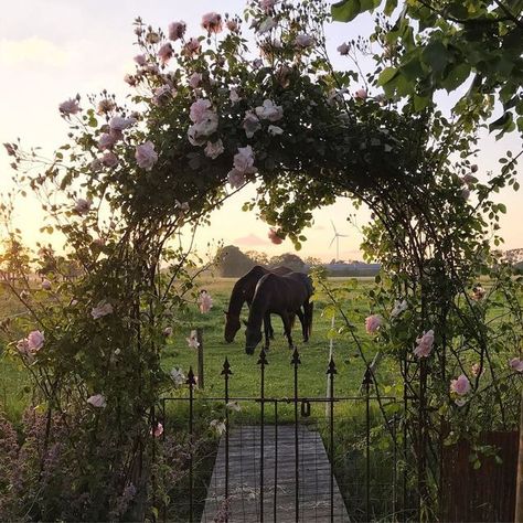 Equestrian Aesthetic, Horse Aesthetic, Cottage Core Aesthetic, Horse Girl, Nature Aesthetic, The Ranch, A Horse, Beautiful Horses, Country Life