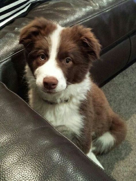 Border Collie Puppy Aesthetic, Chocolate Border Collie, Border Collie Aesthetic, Collie Aesthetic, Chocolate Dogs, Big Dogs Breeds, Biggest Dog In The World, Chocolate Dog, Border Collie Puppy