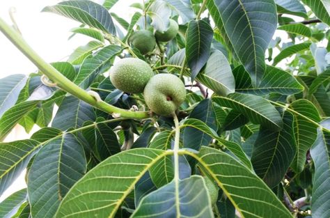 #trees #botany #walnut #nuts #farmers #farming Kahlua And Milk, Health Benefits Of Walnuts, Juglans Nigra, Farming Guide, Black Walnut Tree, English Walnut, Liqueurs Recipes, Walnut Tree, Tree Pruning